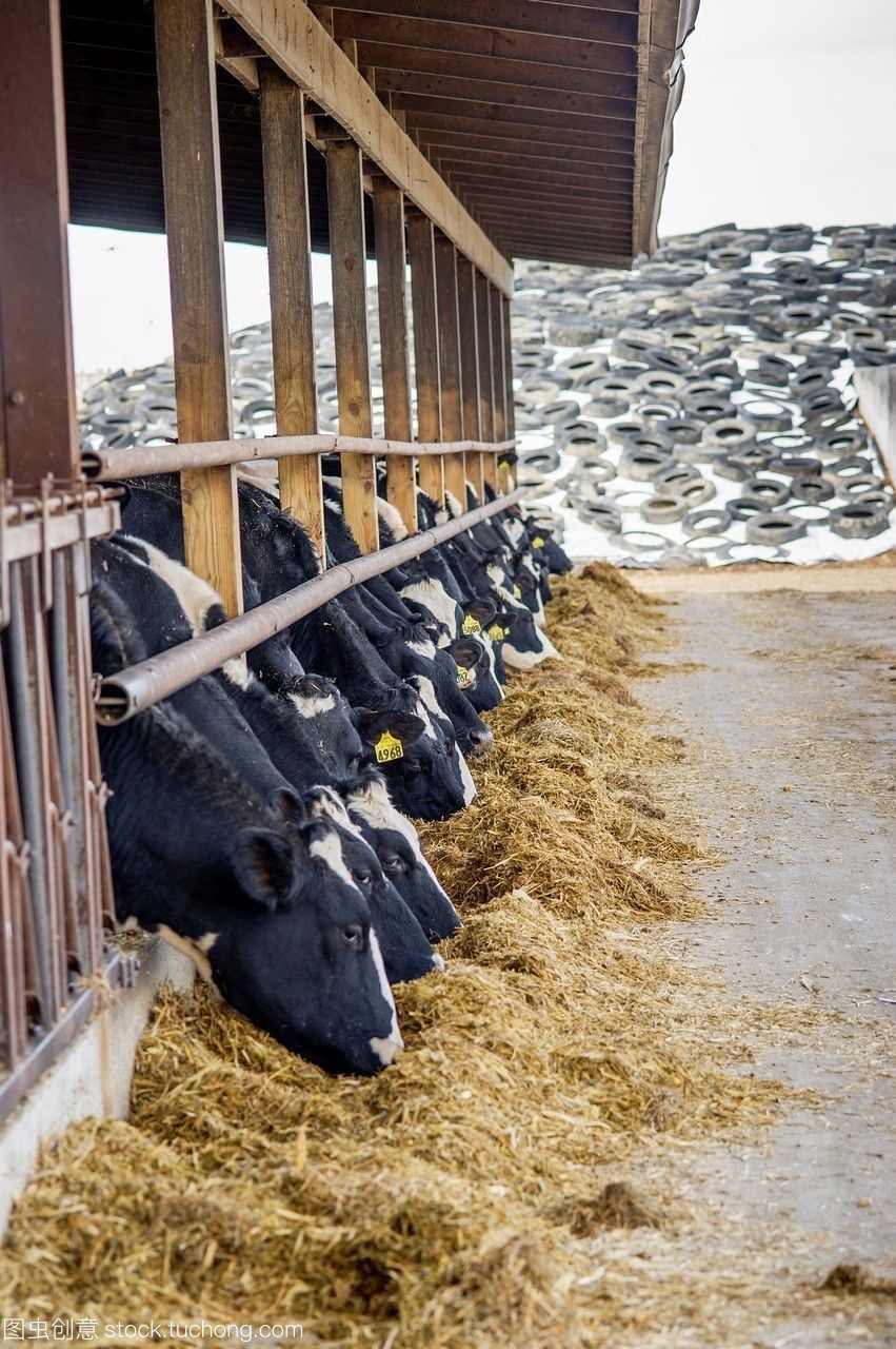 飼料與牛的飼養管理